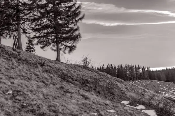 Orman, Karpatlar, Doğa Fotoğrafları - Avrupa, Doğu Avrupa, Romanya 