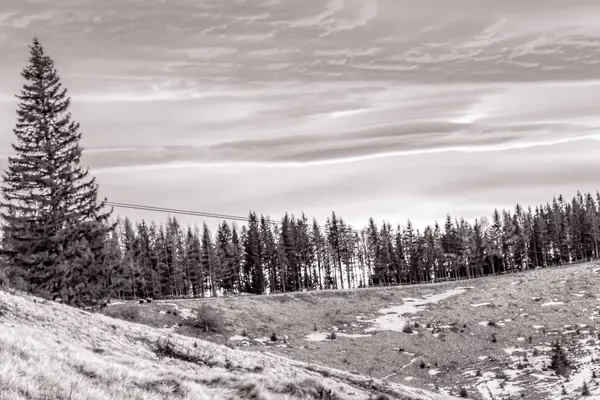 Arkasında dağ olan bir ağacın siyah ve beyaz görüntüsü