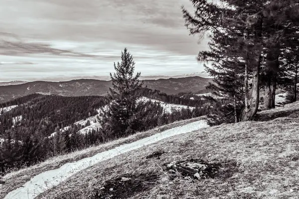 Kışın tepedeki ağaçların dikey çekimi.