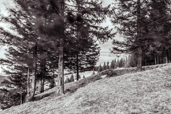 Dağlarda kış ormanı