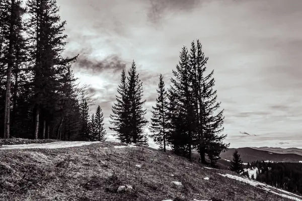 Karla kaplı ağaçlarla kaplı güzel kış manzarası