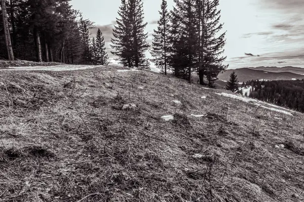 Tepede kar ve köknar ağaçları olan kış manzarası