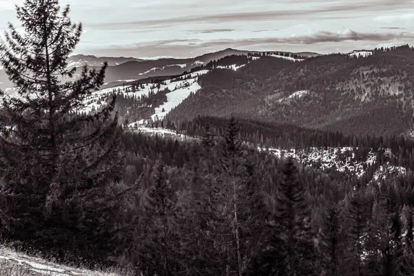Arka planda siyah beyaz bir dağ sırası olan güzel bir orman görüntüsü.