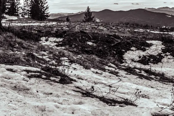 Çam ağacı ve tepeli bir dağ manzarasının gri renkli bir görüntüsü.