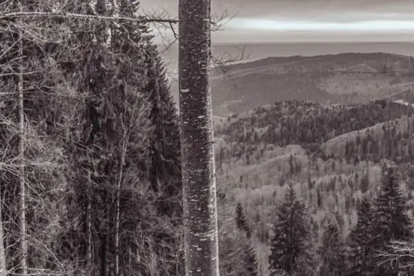 Güzel kış dağ manzarası