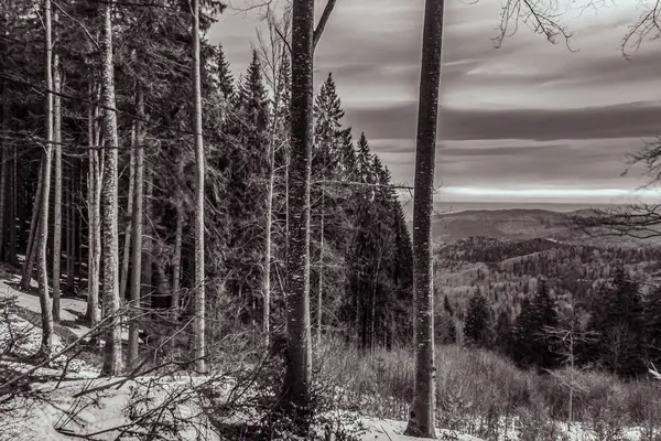 Kışın siyah beyaz karla kaplı orman