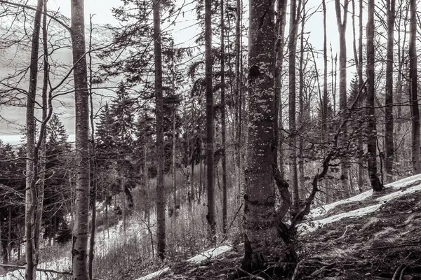 Karla kaplı ağaçlarla kaplı kış ormanı