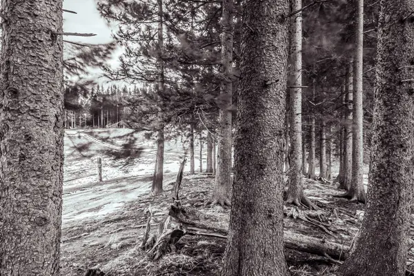 Ormandaki bir ağacın gri renkli görüntüsü.