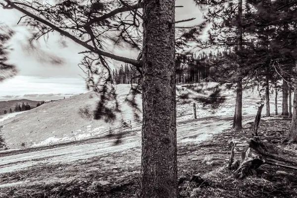 Karla kaplı köknar ağaçları ile güzel kış manzarası