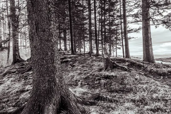 Doğanın güzel manzarası