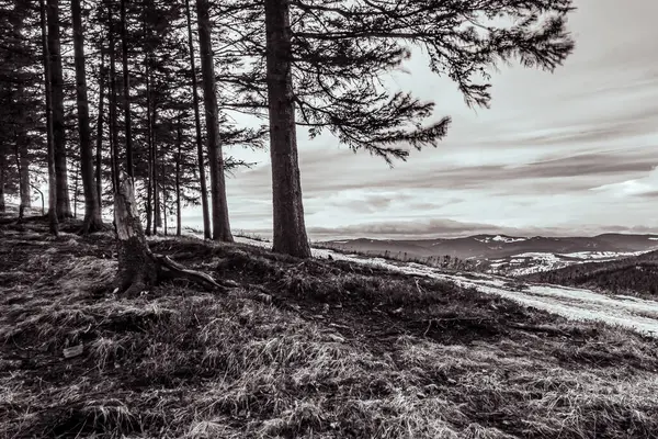 Ağaçların ve bulutlu gökyüzünün arasından geçen güzel bir dağ yolu görüntüsü.