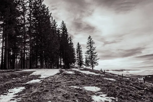 Karla kaplı ağaçlarla kaplı kış manzarası