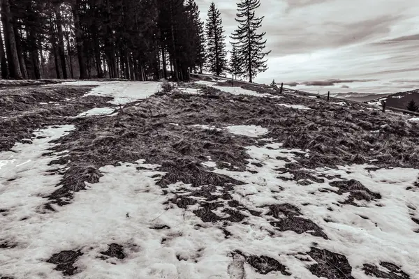 Dağlarda köknar, ağaç ve karla kaplı bir kış manzarası.