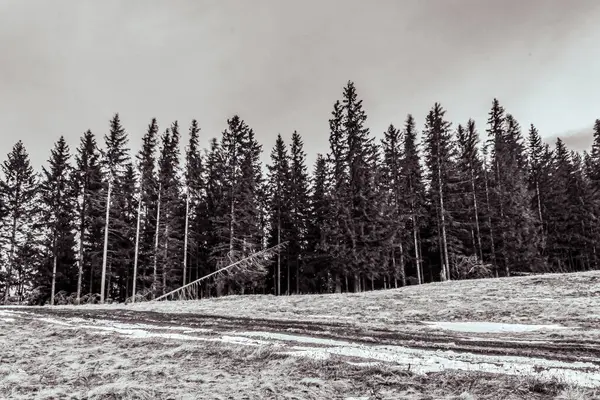 Ağaçlar ve ormanlarla dolu güzel kış manzarası
