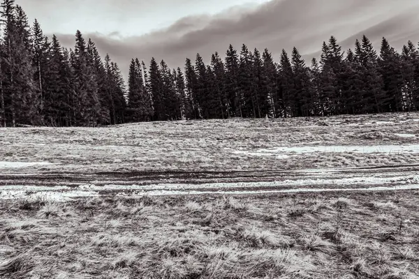 Kuzey Finlandiya 'da bir ormandaki güzel kış manzarası