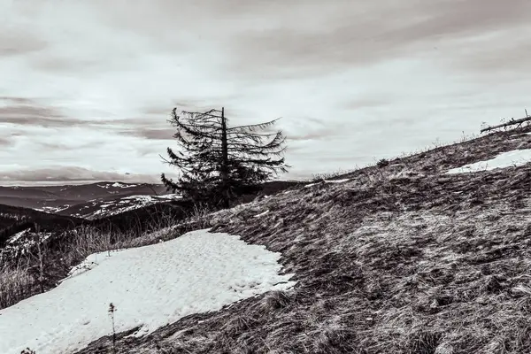 Karpat Dağları 'ndaki kış manzarası