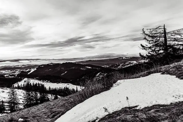 Karla kaplı ağaçlarla kaplı kış manzarası
