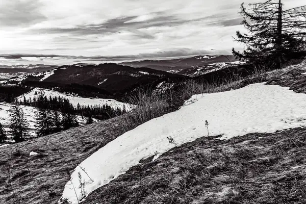 Kışın bir Karpat dağının siyah ve beyaz manzarası