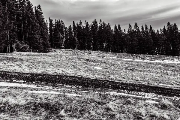 Ormandaki yolda siyah beyaz kar.