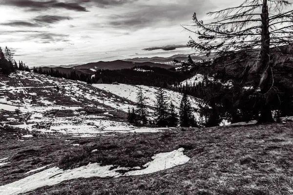 Ağaçlar ve kayalarla kaplı karlı bir arazinin dikey görüntüsü.