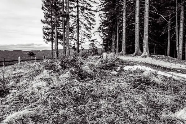 Bir ağaçla ormanın gri tonlu görüntüsü.