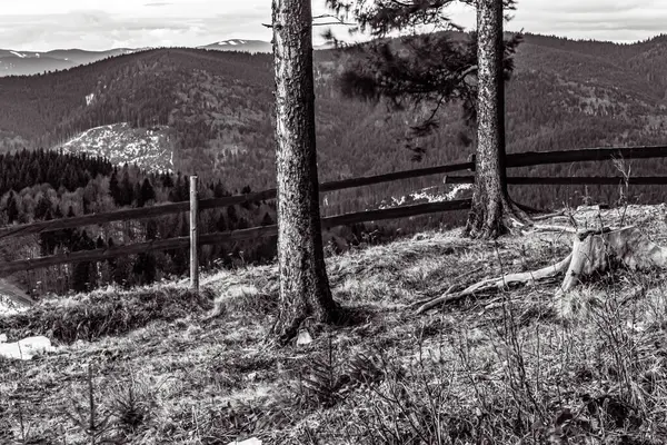 Ormanın güzel manzarası ve arka planda dağlar.