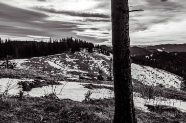 Kara ve beyaz kış manzarası, tahta çitleri ve karla kaplı köknar bulutlu bir günde ağaçlar.