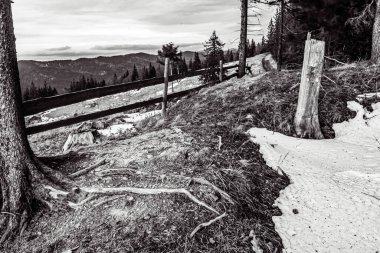 bir orman içinde ahşap köprü