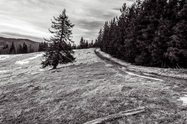 Ağaçlar ve dağlarla dolu güzel kış manzarası.