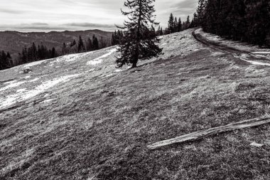 Dağın tepesine yürüyüş parkurunda. siyah beyaz fotoğraf. Karpatlar, Ukrayna, Karpatlar