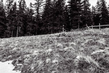 Orman, Karpatlar, Doğa Fotoğrafları - Avrupa, Doğu Avrupa, Romanya 