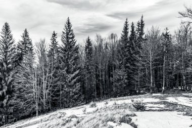 Orman, Karpatlar, Doğa Fotoğrafları - Avrupa, Doğu Avrupa, Romanya 