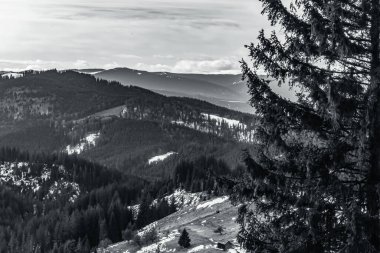 Ormandaki bir dağın gri tonlu görüntüsü.