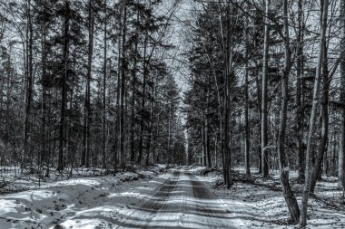 Güzel kış manzarası. Karla kaplı orman yolu