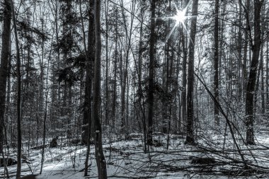 Karlı kış çamı ormanı