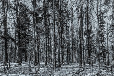 Ormanın siyah ve beyaz görüntüsü.