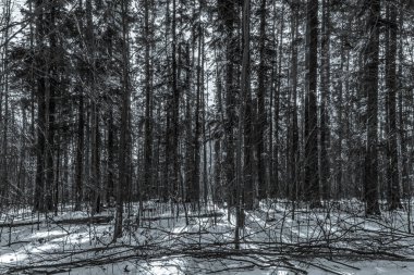 Ormandaki bir ağacın siyah beyaz fotoğrafı.
