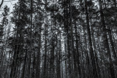 Akşamları karanlık kara orman. siyah beyaz fotoğraf.