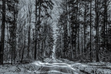 Ormanın ortasında güzel kış ormanı yolu