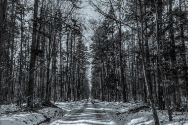 Kışın güzel bir orman görüntüsü.