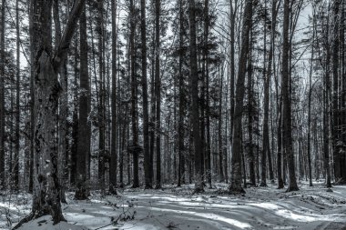 Karla kaplı ağaçlarla kaplı kış ormanı