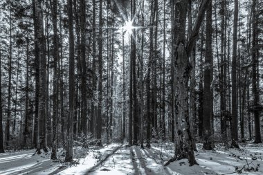 Karla kaplı ağaçlarla kaplı kış manzarası