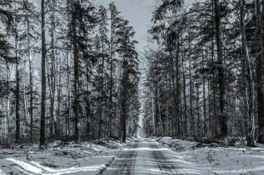 kar ve ağaçlar olan kış yol