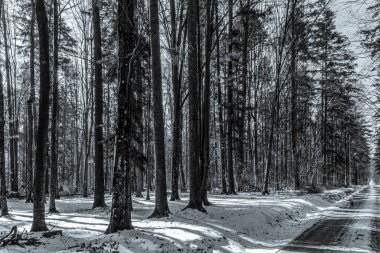 Dağlardaki kış ormanlarında yol. siyah beyaz fotoğraf.