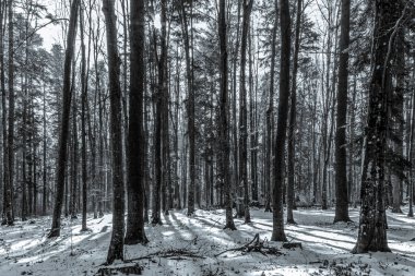 Ormandaki bir ağacın gri tonlu görüntüsü.
