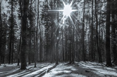 Çam ormanlı güzel kış manzarası