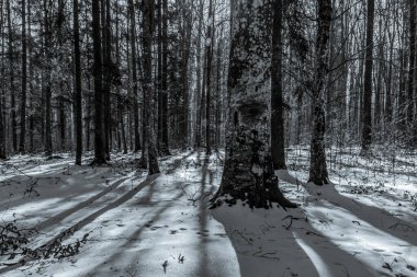 Güzel kış manzara Polonya