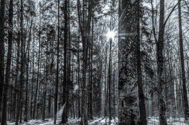 Çam koruluğunda patikası olan kış ormanı