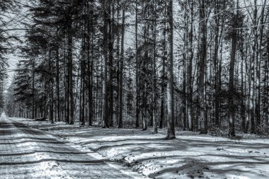 Yol ve ağaçlarla kaplı kış manzarası