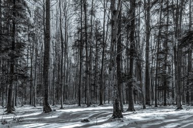 Ormanın güzel manzarası